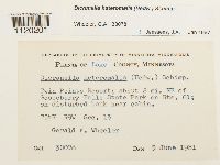 Dicranella heteromalla image