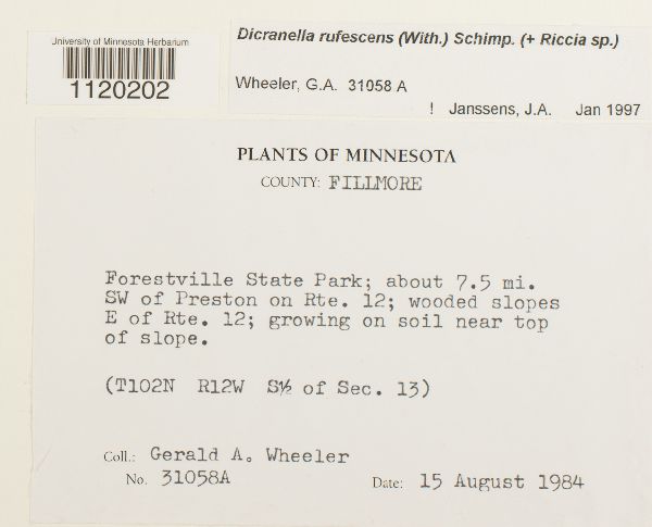 Dicranella rufescens image