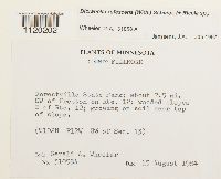 Media resource of Dicranella rufescens