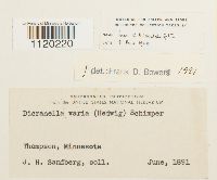 Dicranella varia image