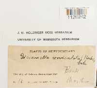 Dicranella cerviculata image