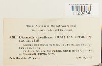 Dicranella grevilleana image