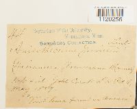 Dicranella grevilleana image