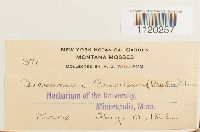 Dicranella grevilleana image