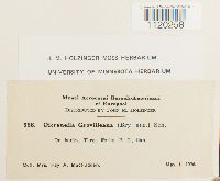 Dicranella grevilleana image