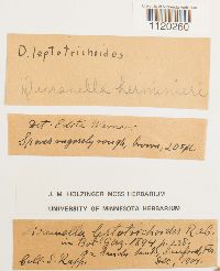 Dicranella hilariana image