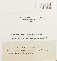 Dicranella heteromalla image