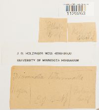 Dicranella heteromalla image