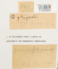 Dicranella heteromalla image