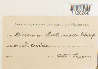 Dicranella heteromalla image