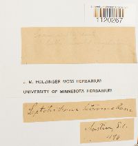 Dicranella heteromalla image