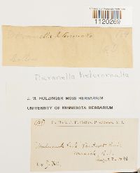 Dicranella heteromalla image