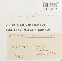 Dicranella heteromalla image