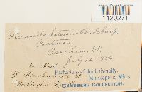 Dicranella heteromalla image