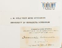 Dicranella heteromalla image