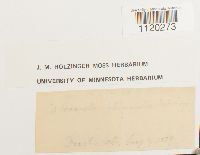 Dicranella heteromalla image