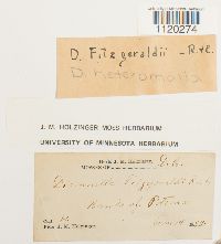 Dicranella heteromalla image