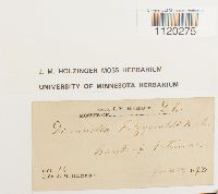 Dicranella heteromalla image
