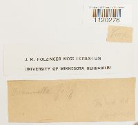 Dicranella heteromalla image