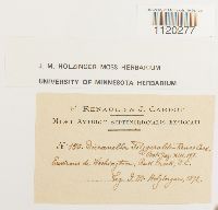 Dicranella heteromalla image