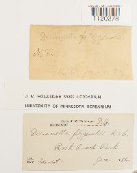 Dicranella heteromalla image