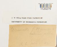 Dicranella heteromalla image