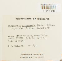 Dicranella heteromalla image