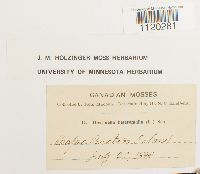 Dicranella heteromalla image