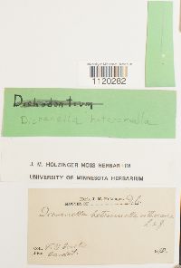 Dicranella heteromalla image