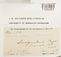 Dicranella heteromalla image