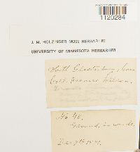 Dicranella heteromalla image