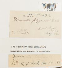 Dicranella heteromalla image