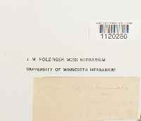 Dicranella heteromalla image