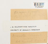 Dicranella heteromalla image