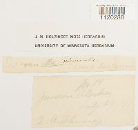 Dicranella heteromalla image