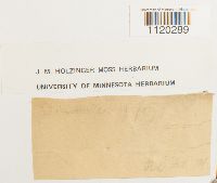 Dicranella heteromalla image