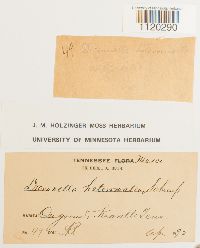 Dicranella heteromalla image