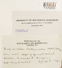 Dicranella heteromalla image