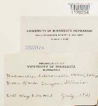 Dicranella heteromalla image