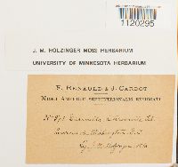 Dicranella heteromalla image