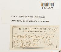 Dicranella heteromalla image