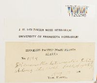 Dicranella heteromalla image