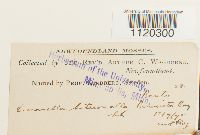 Dicranella heteromalla image