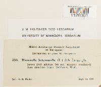 Dicranella heteromalla image