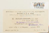 Dicranella heteromalla image