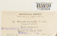 Dicranella heteromalla image