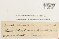 Dicranella heteromalla image