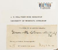 Dicranella heteromalla image