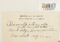 Dicranella heteromalla image