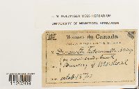 Dicranella heteromalla image